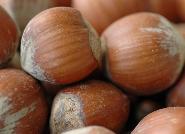 focus-on-gianduia-part-20-what-gianduiotti-are-made-of-hazelnuts